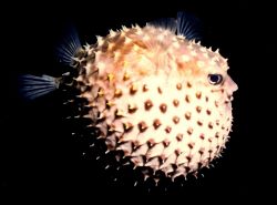 Puffer on a night dive, ps we didn't handle this fish we ... by Marylin Batt 